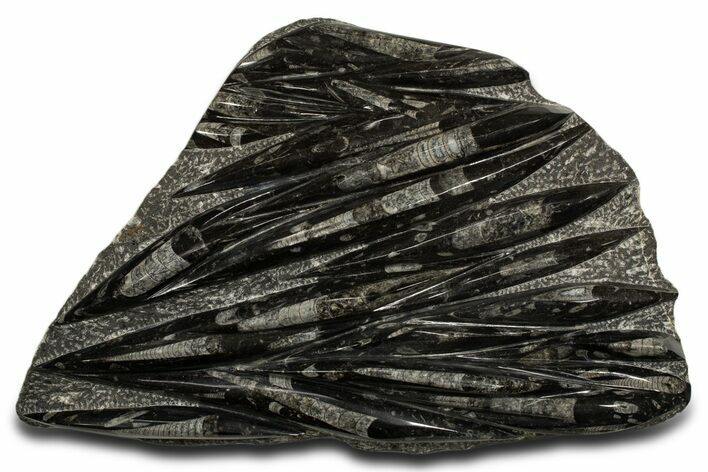 Polished Fossil Orthoceras (Cephalopod) Plate - Morocco #338383